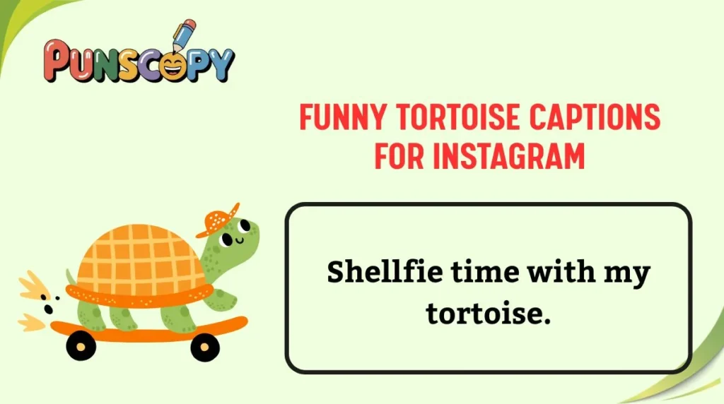 Funny Tortoise Captions for Instagram
