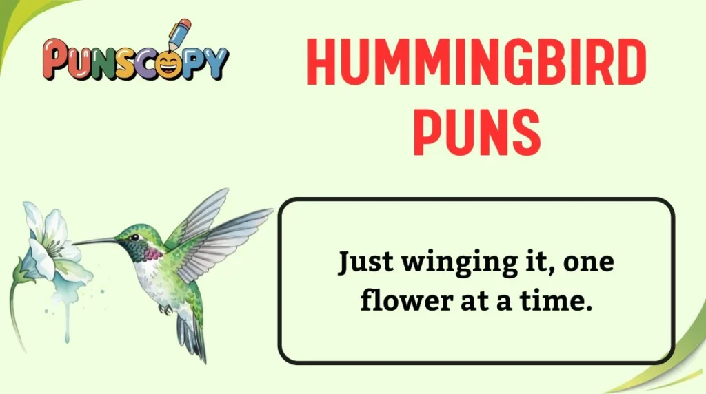 Hummingbird Puns