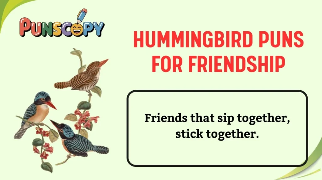 Hummingbird Puns for Friendship