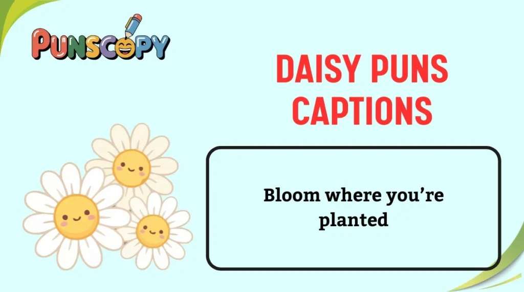 Daisy Puns Captions
