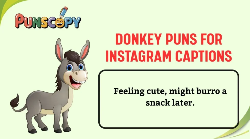 Donkey Puns for Instagram Captions