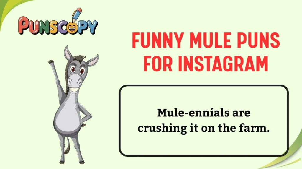 Funny Mule Puns for Instagram