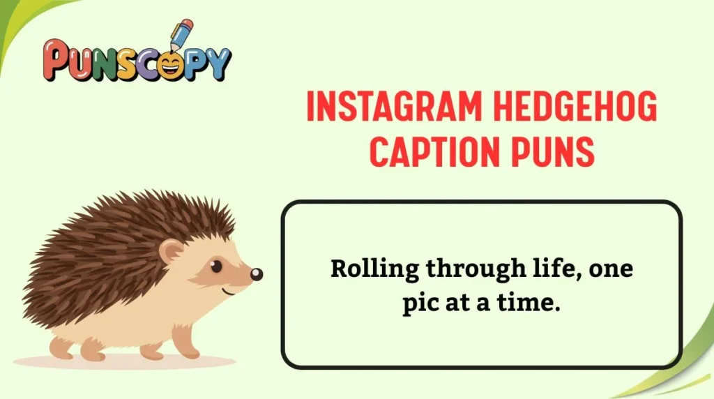 Instagram Hedgehog Caption Puns
