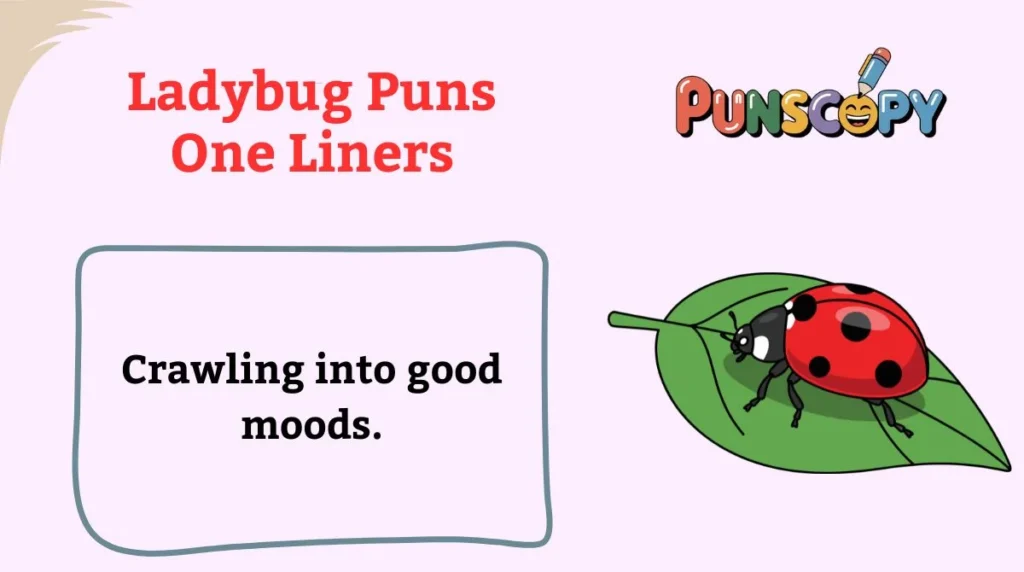 Ladybug Puns One Liners