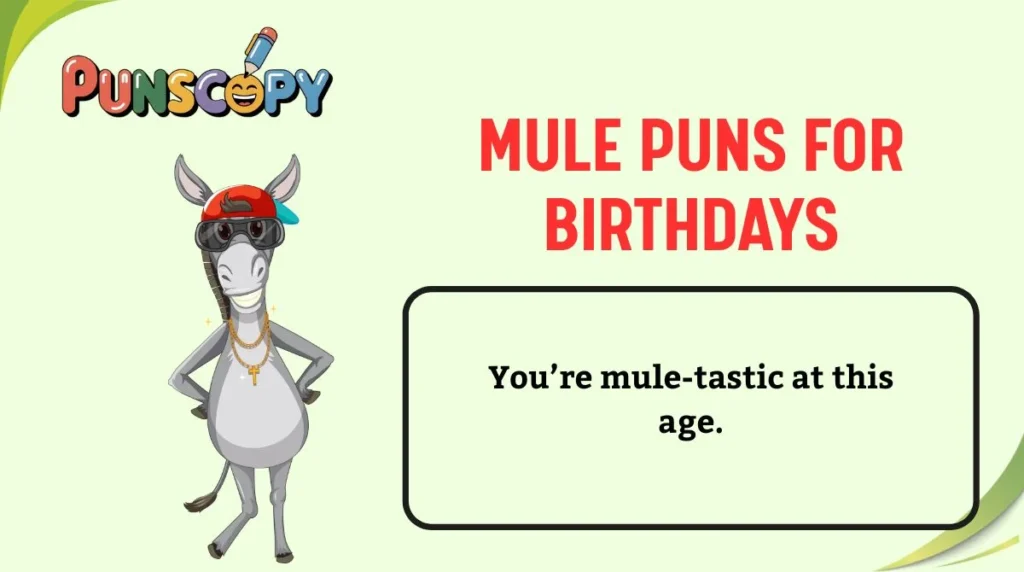 Mule Puns for Birthdays