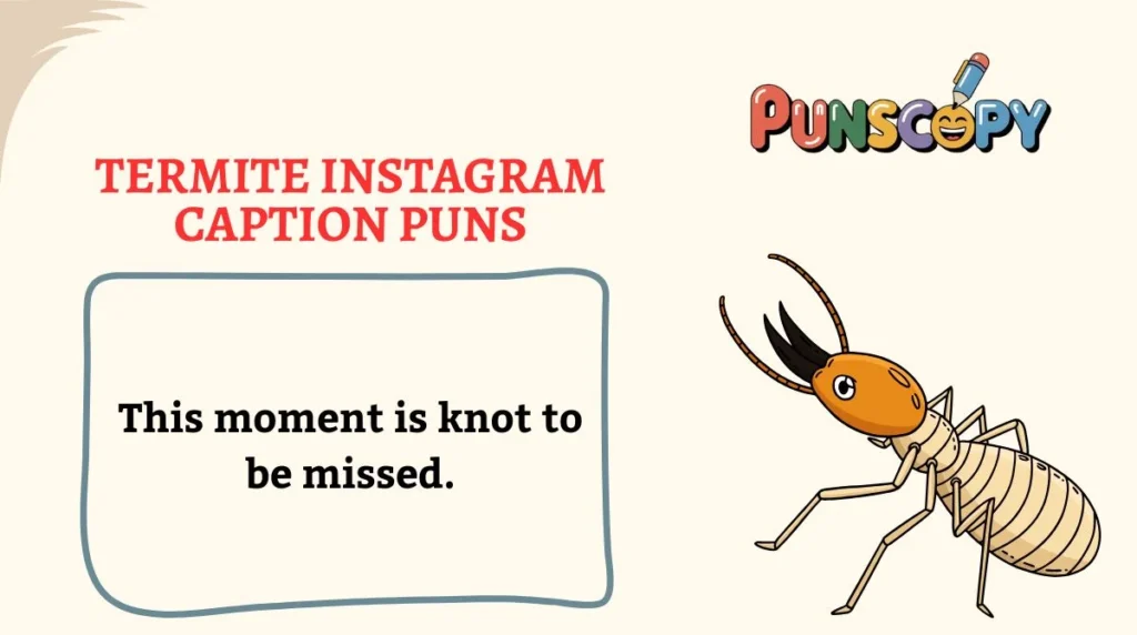 Termite Instagram Caption Puns