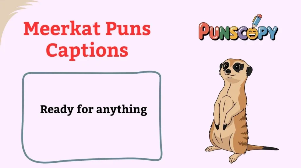 Meerkat Puns Captions