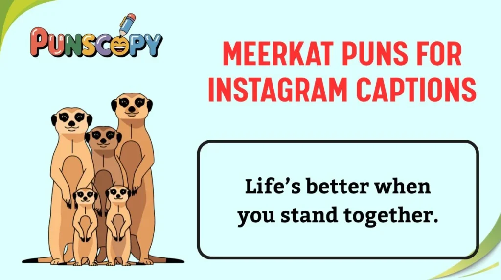 Meerkat Puns for Instagram Captions