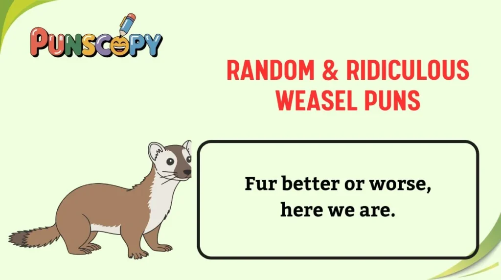 Random & Ridiculous Weasel Puns