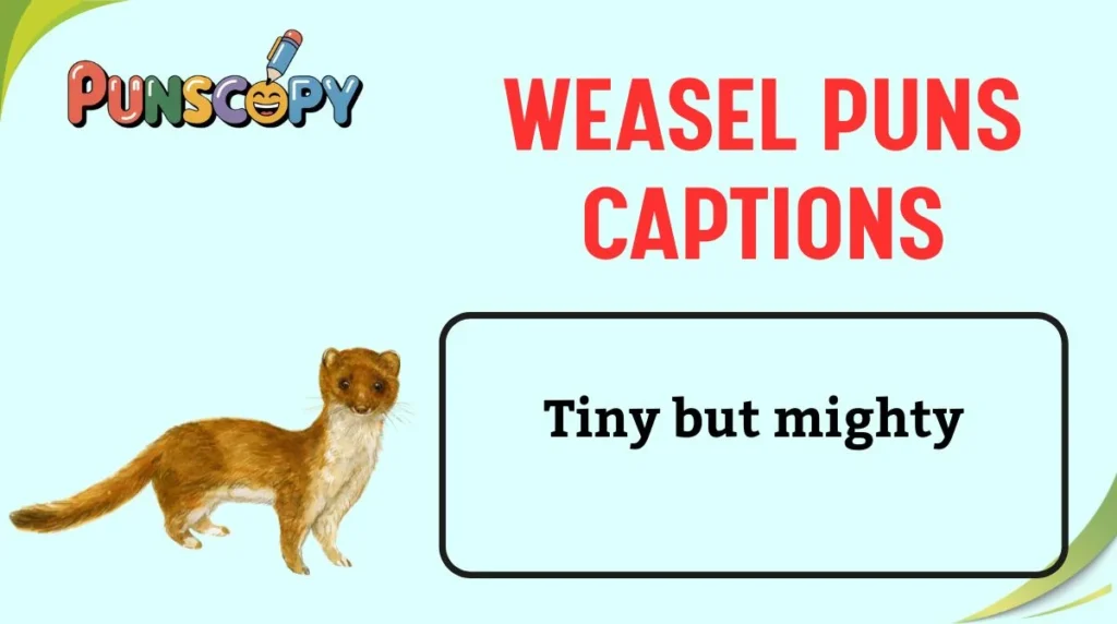 Weasel Puns Captions