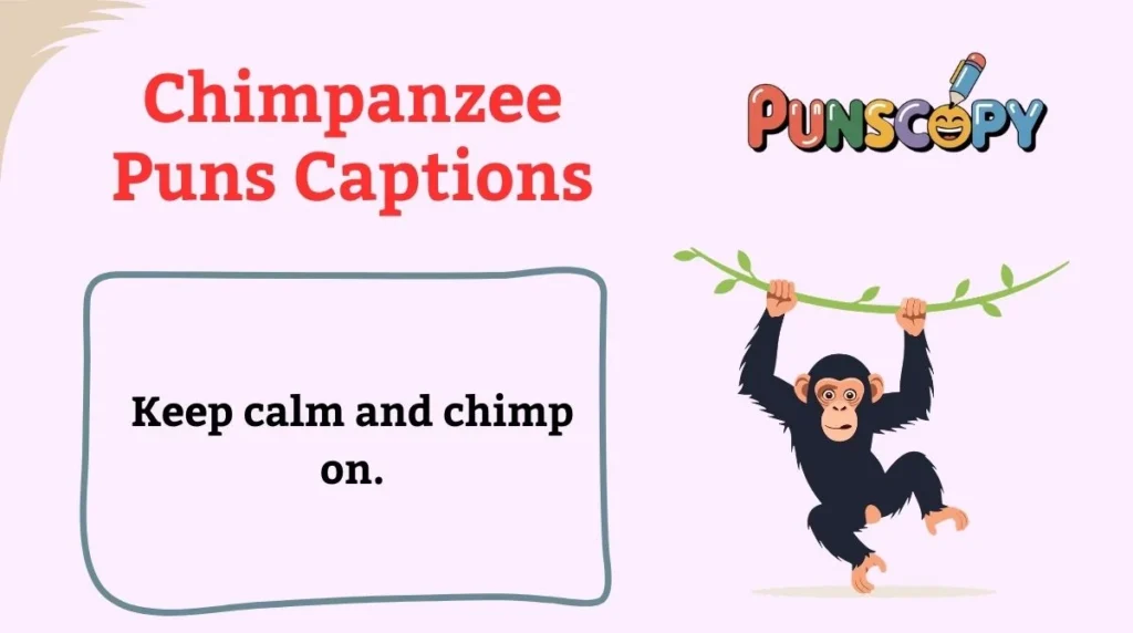 Chimpanzee Puns Captions