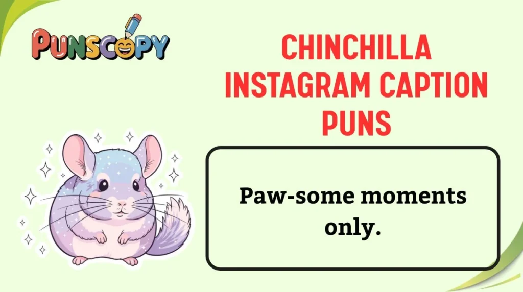 Chinchilla Instagram Caption Puns