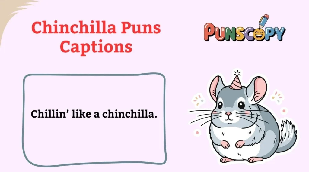 Chinchilla Puns Captions