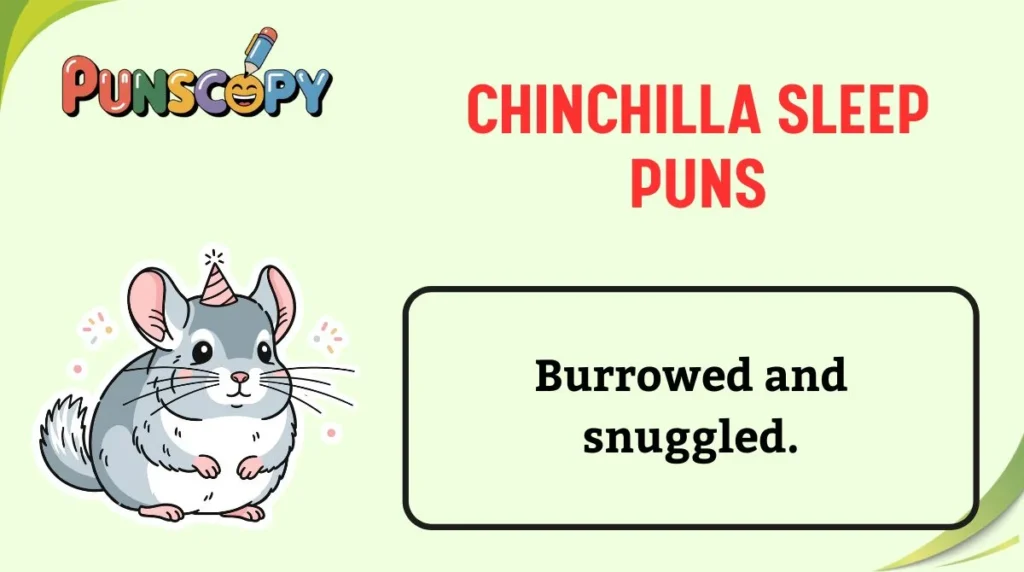 Chinchilla Sleep Puns