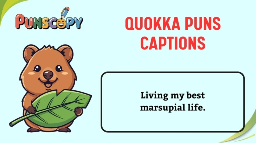 Quokka Puns Captions