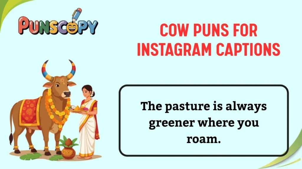 Cow Puns for Instagram Captions