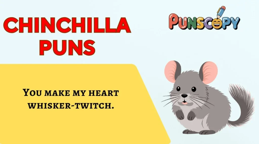 Chinchilla Puns
